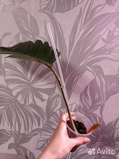 Филодендрон карамель марбл вариегатный