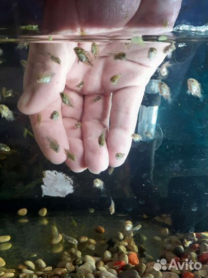 Сапфировый попугай панда