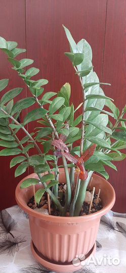 Замиокулькас