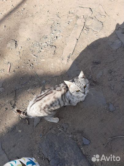 Котик в добрые руки