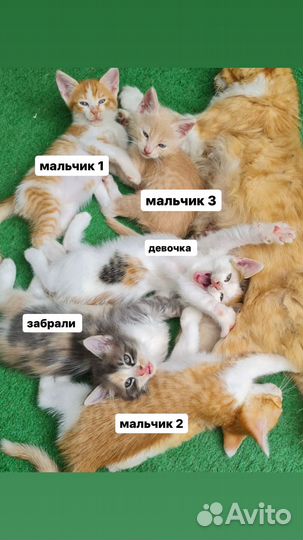 Котята в добрые руки