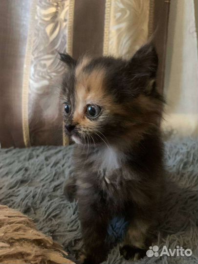 Котята бесплатно
