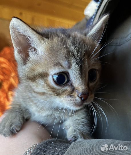 Котёнок (девочка)