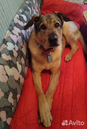 Передержка собак в частном доме