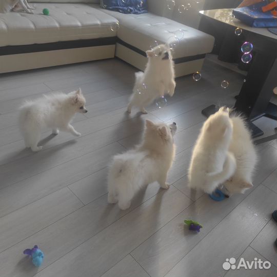 Японский шпиц