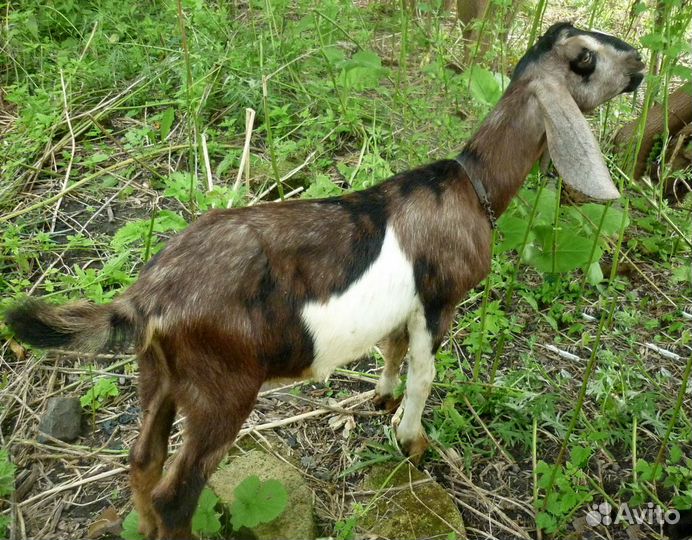 Нубийский козлик