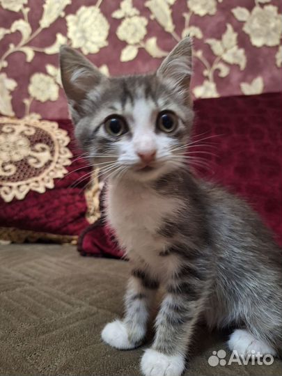 Котенок в добрые руки