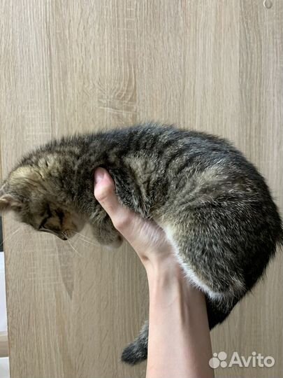 Кошка котёнок в добрые руки