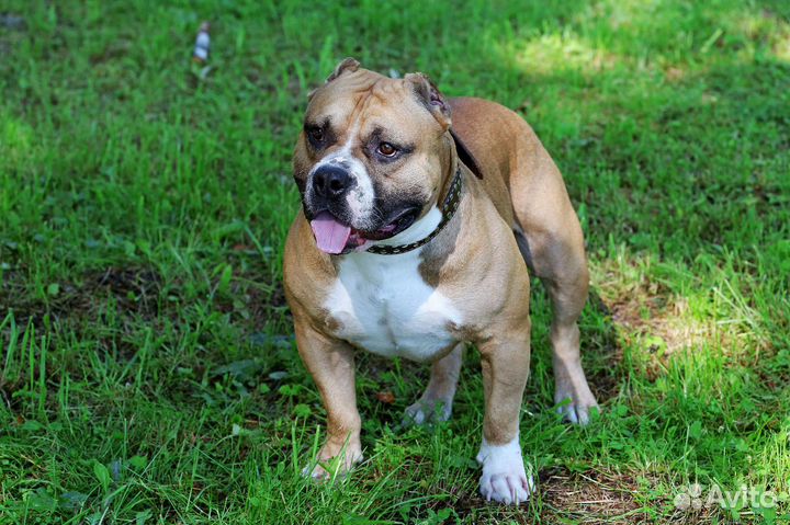 Американский булли вязка