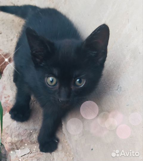 Котятки в добрые руки