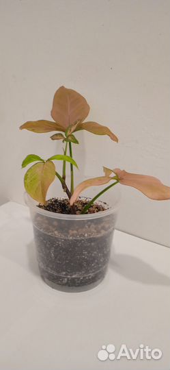 Регина ред сингониум