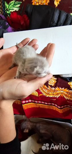 Котята доночки смесь