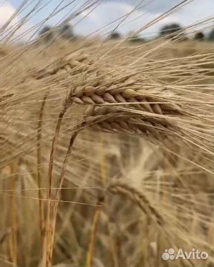 Кукуруза зерно, ячмень