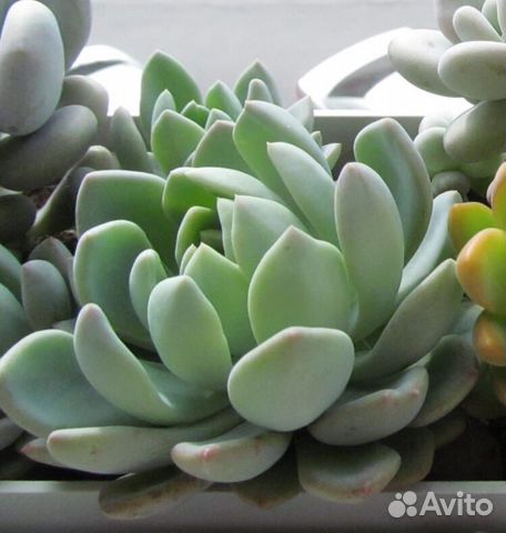 Комнатные растения цветы