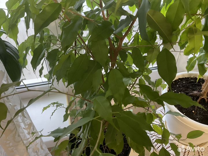 Большие фикусы