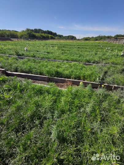 Саженцы ели европейской зкс