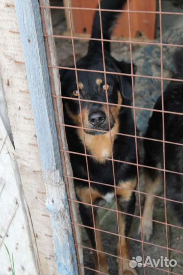 Малыш ищет дом