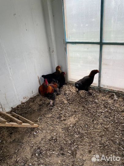 Фавероль куры