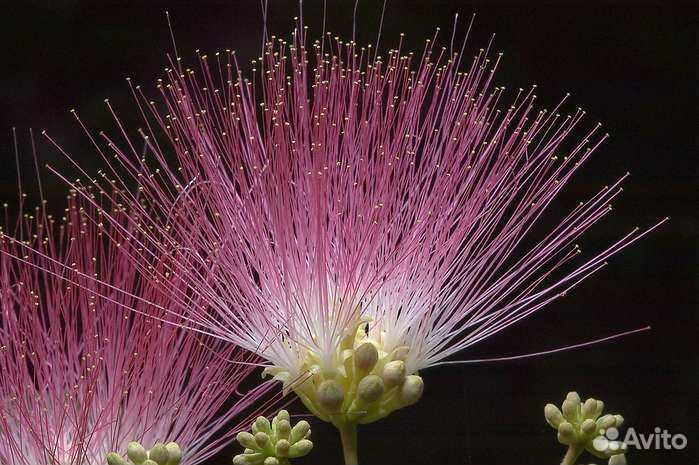 Альбиция ленкоранская семена, шелковая акация