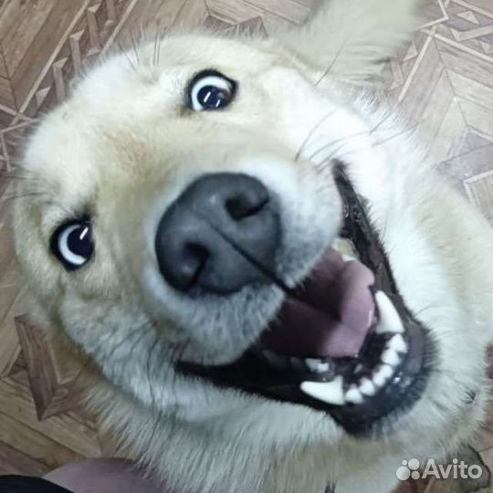 Хаски лайка