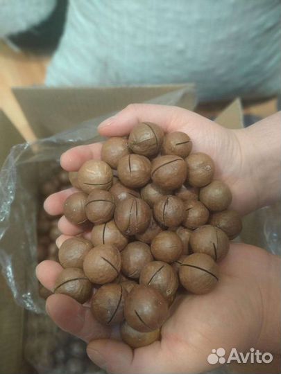 Орех Макадамия