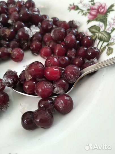 Красная черемуха.Саженцы