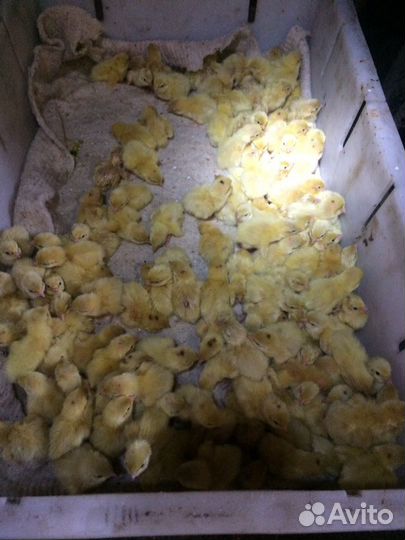 Перепелята