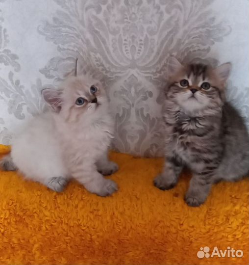 Маскарадная невская котята