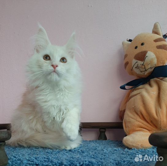 Котик ds11, полидакт 66/66