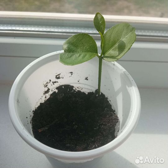 Сушёные листья земляники, рябины