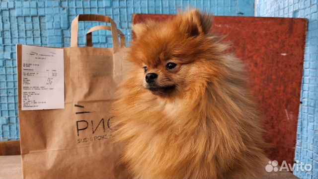 Вязка -Цвергшпиц