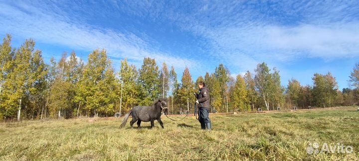 Шетлендский пони