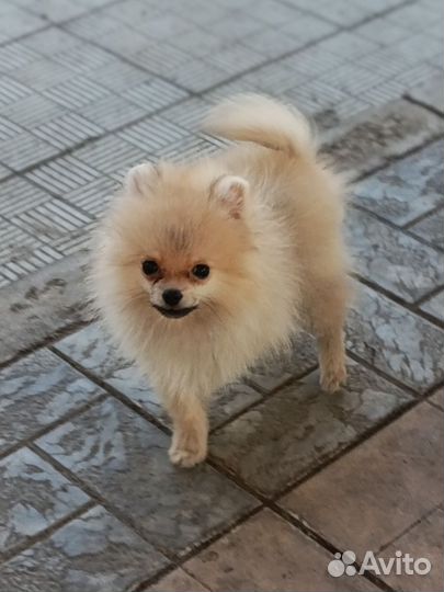 Померанский шпиц мини мальчик