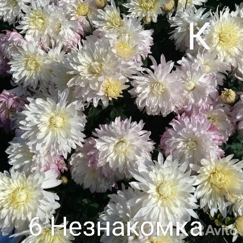 Хризантема корейская