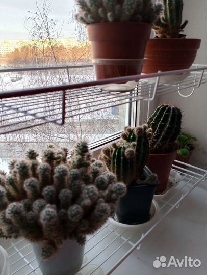 Кактусы и суккуленты