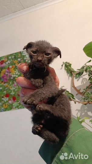 Продам котят