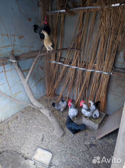 Куры декоративные