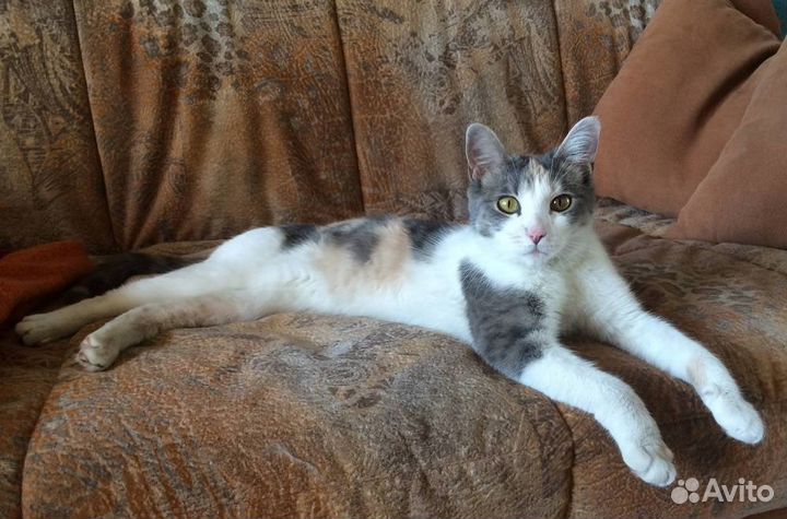 Плюшевая Бланка - игривая красотка в добрые руки