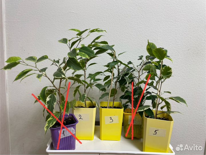 Фикус бенджамина