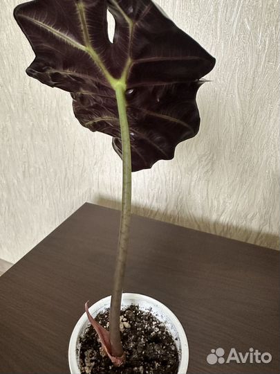 Алоказия Полли, Принцесса Юкатан