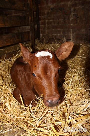 Продается бычок 10 дней