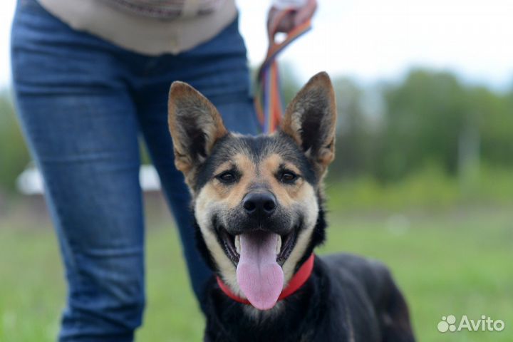 Луна ищет семью