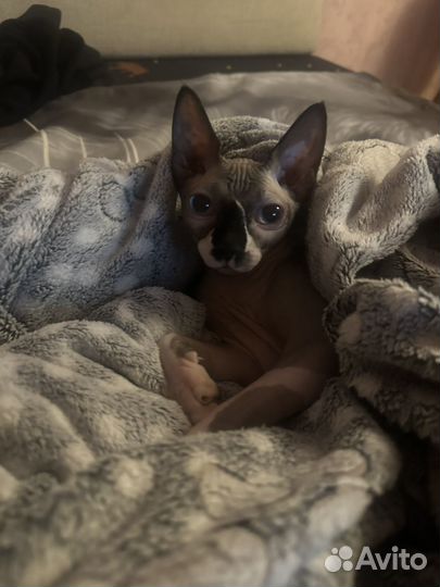 Канадский сфинкс вязка