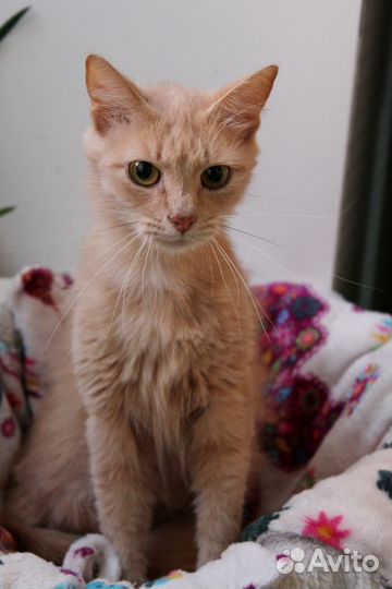 Кошка Рыжка ищет дом