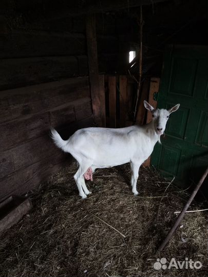 Хорошая дойная, коза