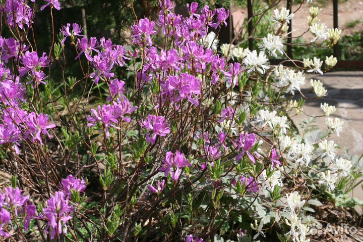 Рододендроны для Подмосковья