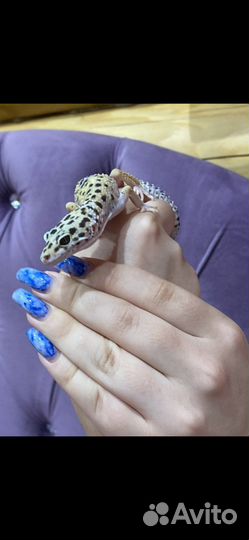 Ящерица эублефар