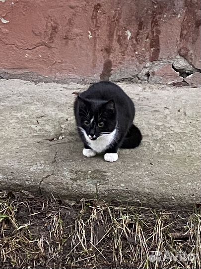 Котик бездомный