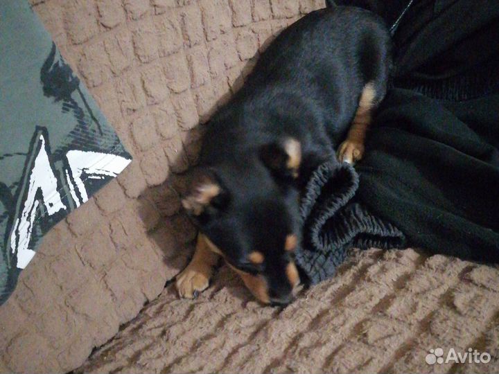 Поместь таксы с торьером