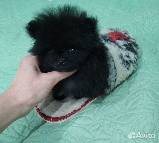Авито шпиц новосибирск